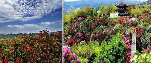 貴州百里杜鵑花開了嗎-貴州旅行社線路-貴陽旅行社發(fā)團(tuán)