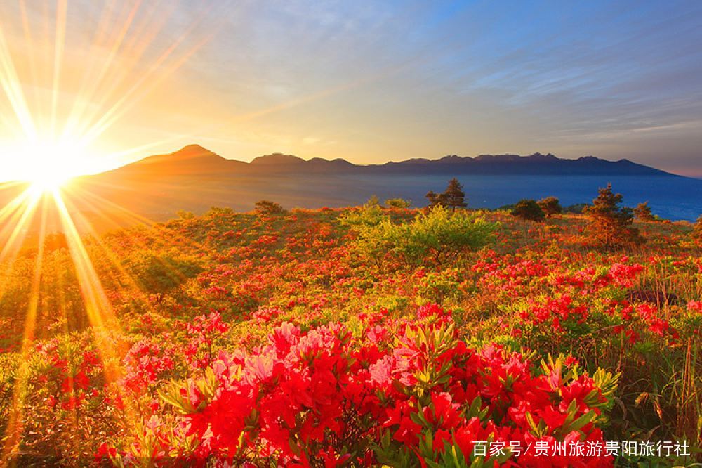 花開貴州純玩7日游,百里杜鵑-黃果樹-小七孔-西江千戶苗寨-鎮遠古城-梵凈山